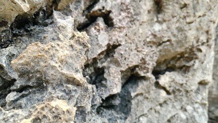 coral rock texture wall background