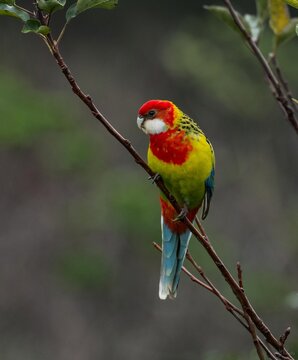 Eastern rosella