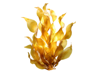 Golden sea kelp underwater flora aquatic plant, Isolated On Transparent Background, Png