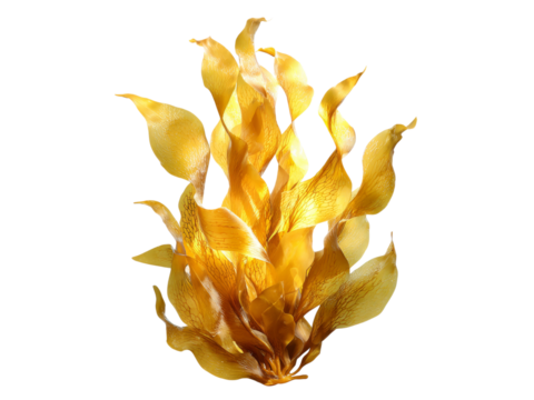Golden sea kelp underwater flora aquatic plant, Isolated On Transparent Background, Png