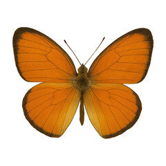 Fototapeta premium PNG Vibrant orange butterfly wings