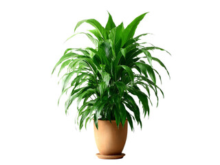 Fototapeta premium Lush green dracaena plant in terracotta pot isolated on black background, Isolated On Transparent Background, Png