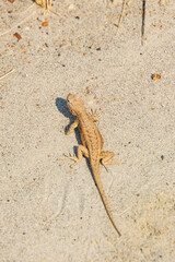 Small lizard sunning on a rock

