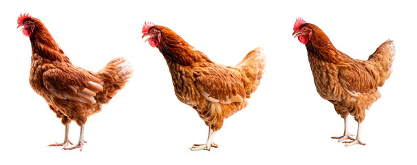 Chicken, Full body of brown chicken hen standing isolated transparent background with clipping path, Laying hens farmers concept. PNG File