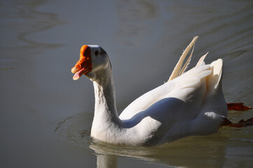 Cute goose swimming in the lake