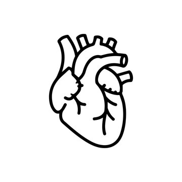 black outline heart anatomy clip art preview