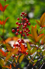 Fruits of the sacred bamboo or heavenly bamboo - Nandina domestica