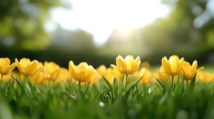 Fototapeta premium Beautiful yellow tulips bloom under the soft sunlight in springtime garden