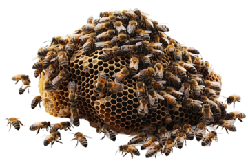 Bees on Honeycomb Making Honey Isolated on Transparent Background