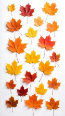 Fototapeta premium Autumn maple leaves arranged vertically on white background