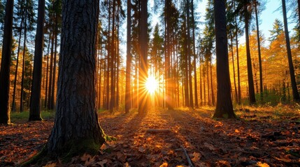 Golden rays illuminate an autumn forest at sunrise