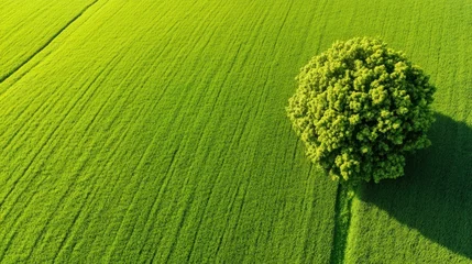 Fotobehang Wachtkamer Drone captures vibrant agricultural landscape in Netherlands at midday  © VirtuLens