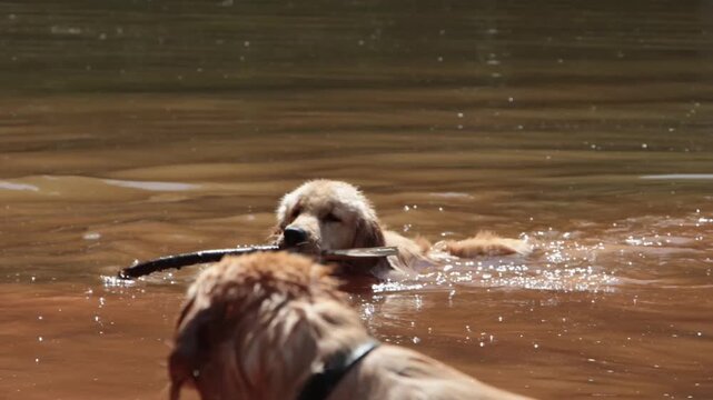 Two golden retrievers fetching stick from murky muddy water. 