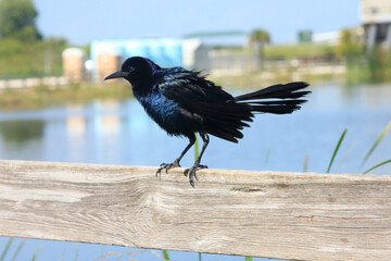 Boat-tailed grackle
