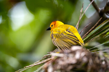 Taveta Golden Weaver Bird Perched on Branch in Natural Habitat