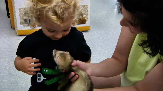 Little boy playing with a ferret in pet store 