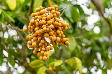 Fresh Longan Fruit (Dimocarpus longan) on Tree Branch