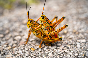 Two Eastern Lubber Grasshoppers (Romalea microptera) Mating, Everglades National Park