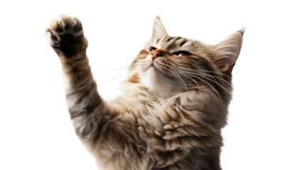 A playful tabby cat reaching upwards with a determined look as if trying to catch a sunbeam on transparent background