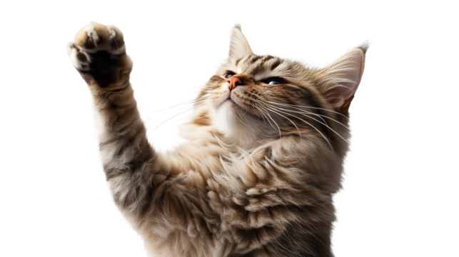 A playful tabby cat reaching upwards with a determined look as if trying to catch a sunbeam on transparent background