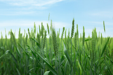 Wheat spikes growing in field outdoors, closeup. Space for text