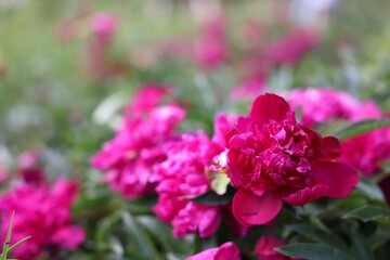 Obraz premium Beautiful pink peony flowers growing outdoors, closeup. Space for text