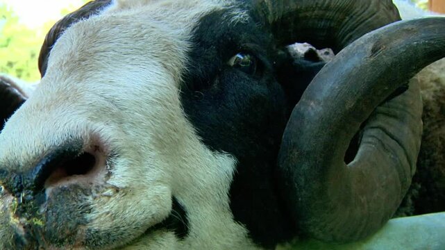 Close up pf horned sheep 