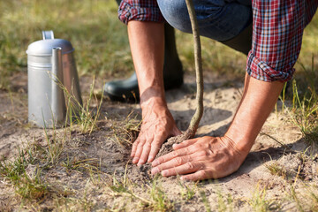Man planting small tree into soil outdoors, closeup