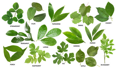 Obraz premium Fresh green leaves of fruit plants on white background. Collage with names