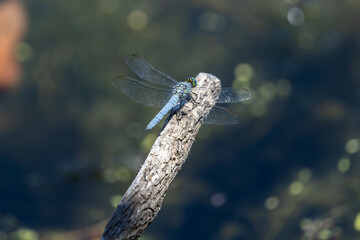 Dragonfly Resting on Log at Whitaker Ponds Nature Park, Portland, Oregon