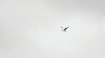 A lone seagull soars against a cloudy, pale gray sky, evoking a sense of freedom and solitude.