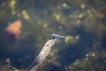 Dragonfly Resting on Log at Whitaker Ponds Nature Park, Portland, Oregon