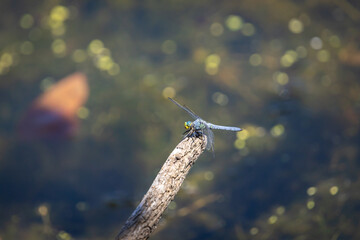 Dragonfly Resting on Log at Whitaker Ponds Nature Park, Portland, Oregon