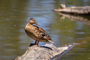 Female Mallard Duck on Log at Whitaker Ponds Nature Park, Portland, Oregon
