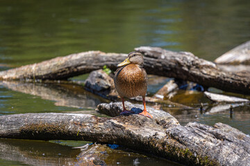 Female Mallard Duck on Log at Whitaker Ponds Nature Park, Portland, Oregon