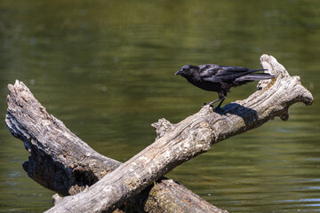 Crow Standing on Log by Water at Whitaker Ponds Nature Park, Portland, Oregon