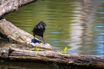Crow Standing on Log by Water at Whitaker Ponds Nature Park, Portland, Oregon