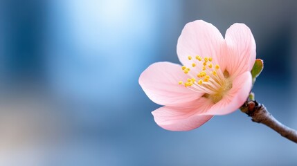 Obraz premium Blooming Japanese quince brings spring beauty to tranquil settings