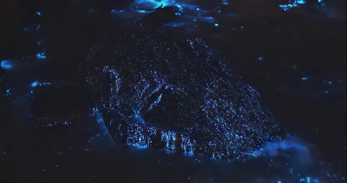 Blue tears Noctiluca scintillans. Photographed in Matsu, Taiwan