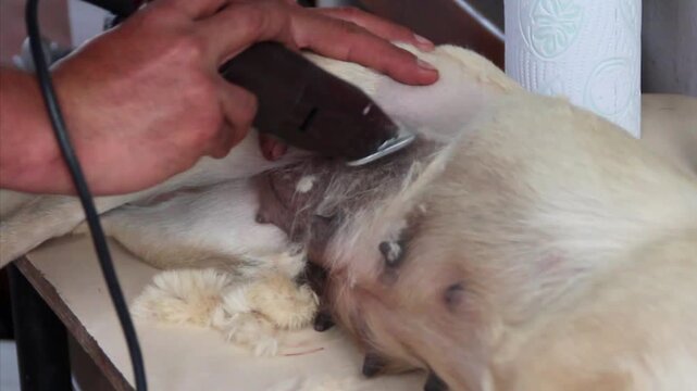 Perra siendo rasurada para entrar a un procedimiento de esterilizacion.