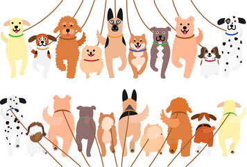 walking dogs in a row with leash, front and back