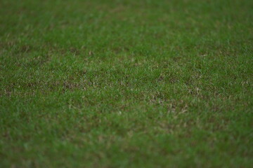 Grama de Campo de Futebol © thilemos