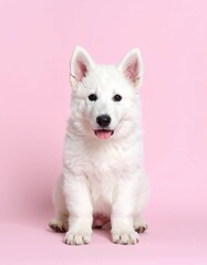 Adorable White Swiss Shepherd Puppy Portrait Collection, Generated image