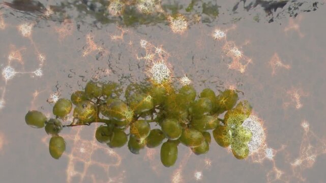 Grape cluster entering tank then sinking with rotation and bubble formation visualizing water flow