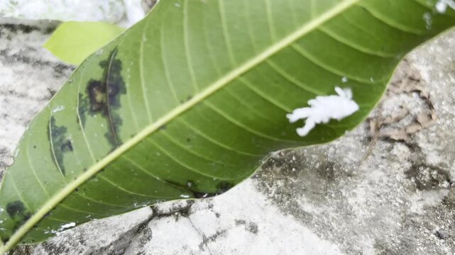 Mealybugs that attack the leaves of Mangifera indica plants.