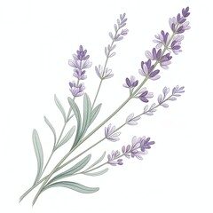 Fototapeta premium Lavender sprig illustration showcase on a flat pastel background in a minimalist style