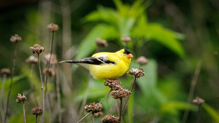 A yellow bird is perched on a bush. The bird is small and black and white. The bush is green and has some brown flowers