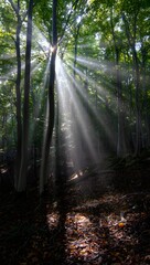 Sunbeams Filtering Through Dense Forest Canopy, Mystical Light Rays
