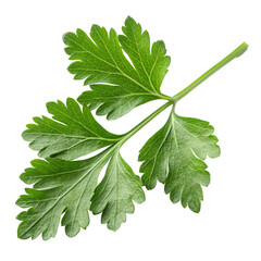 fresh green parsley