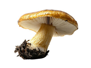 A close-up of a golden-brown mushroom showcasing its intricate gills and textured stem against a stark background.